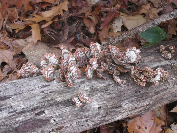Fungus of the Week!