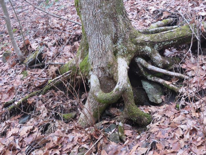 Unusual tree roots.