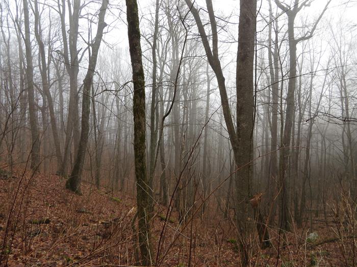 The foggy woodland.