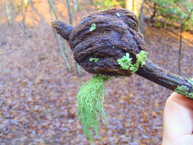 An interesting pine knot!