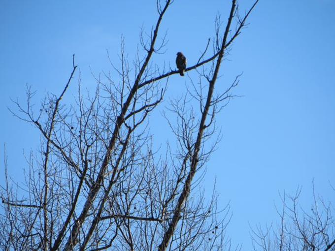 The Greenway is a bird watchers paradise! Here we spot a Red Shouldered Hawk.