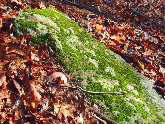 The beauty of rocks and moss!