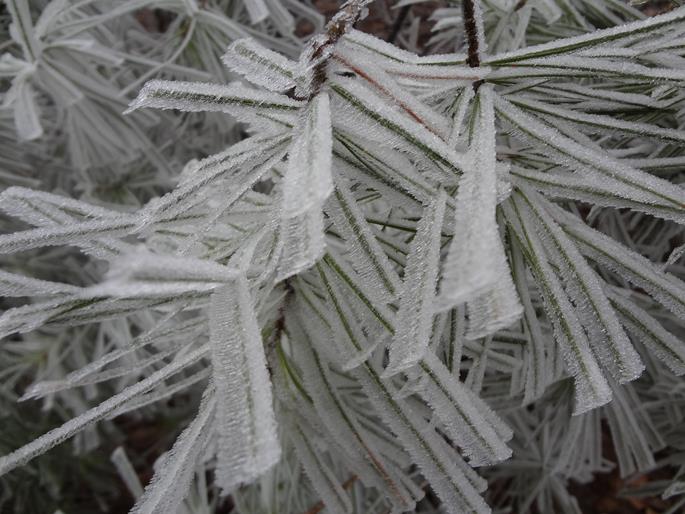 Pine needles.
