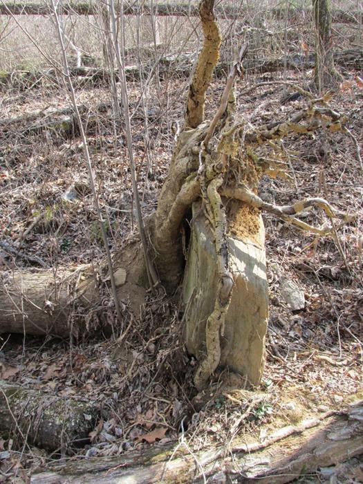 When this tree fell its roots were clasped around a huge boulder.