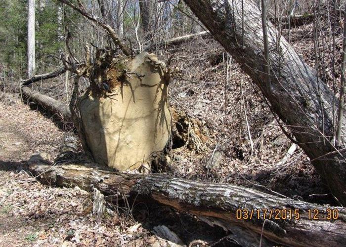 This is the largest rock that we have ever seen lifted up by a tree. Tremendous leverage!