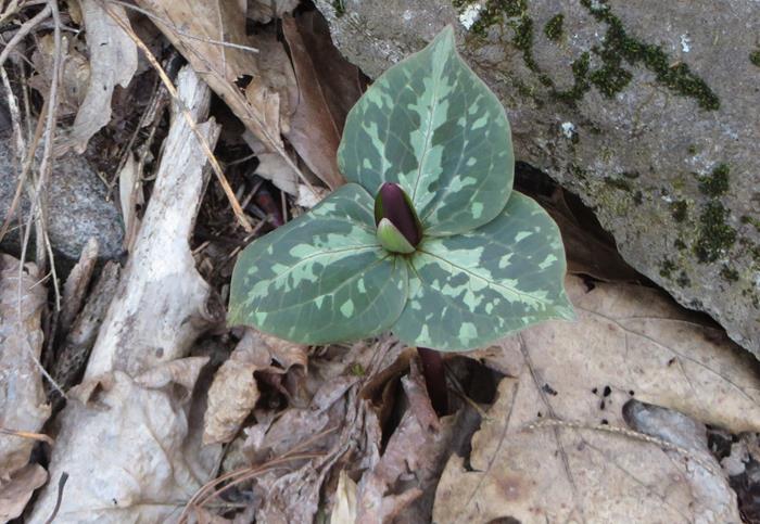 We spotted our first Trillium of the year!