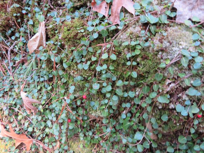 Partridge Berries