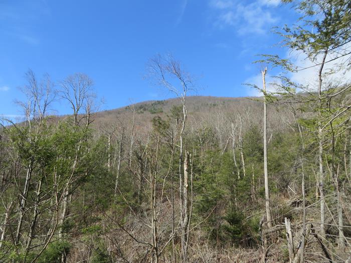 Looking up to Cow Rock Mountain.