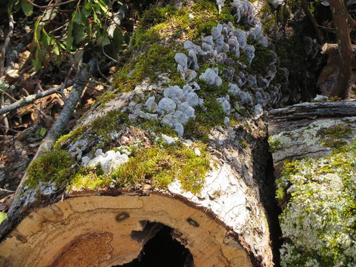 Fungus of the week!