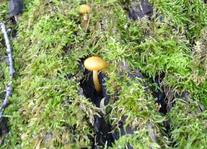 Mushroom of the week!