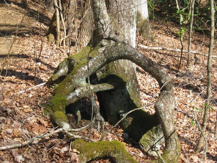 Nature continues to amaze us!