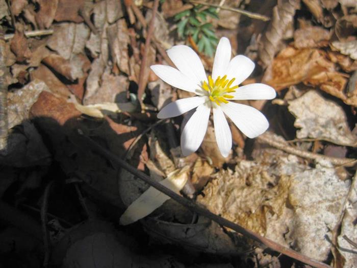 Early springtime wildflowers are blooming! Bloodroot