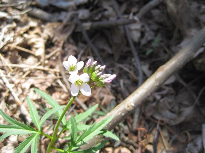Cut-leaf Toothwort