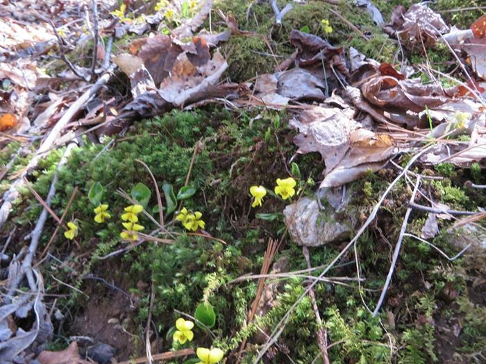 Round-leaved Yellow Violets .