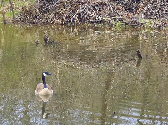 Canada Geese enjoy the greenway.