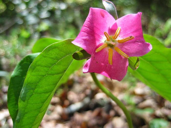 Lots of wildflowers today! Catesby's Trillium