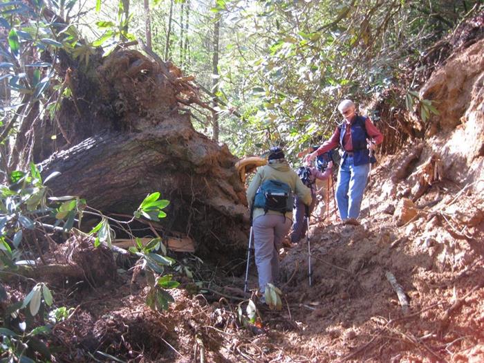 Early into the hike we encounter a huge tree blowdown that took the trail with it!