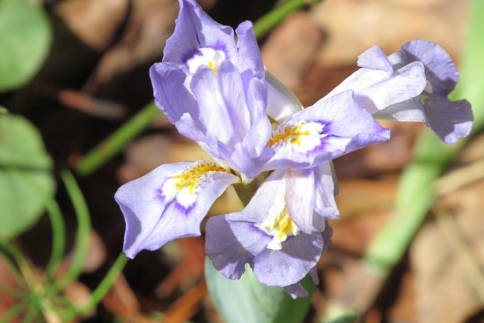 Dwarf Crested Iris!