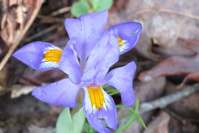 Dwarf Iris Verna!