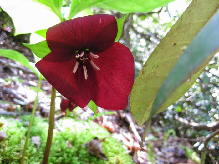 Vasey's Trillium