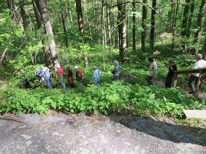 The start of the Sosebee Cove Trail with a lush wildflower and huge tree environment.