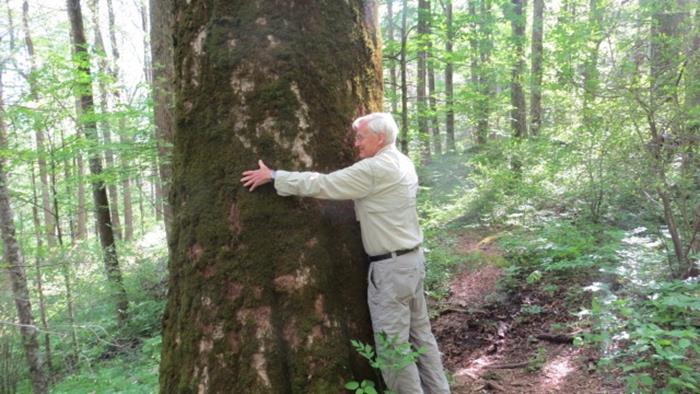 Tree hugger! Champion sized Yellow Buckeye.