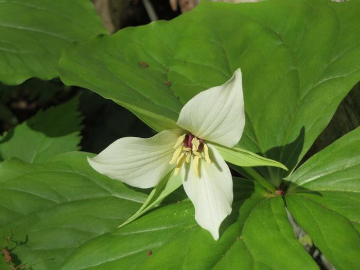 Lots of Trillium varieties. Erect White Trillium