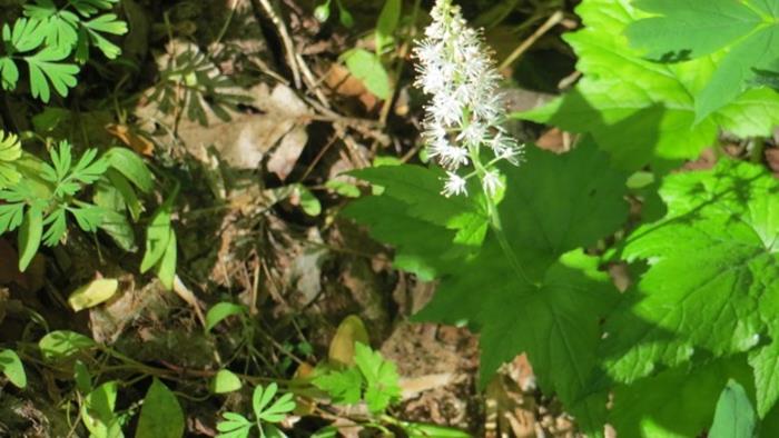 Foam Flower