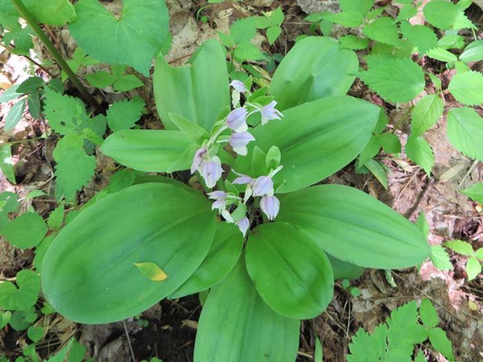 Showy Orchis