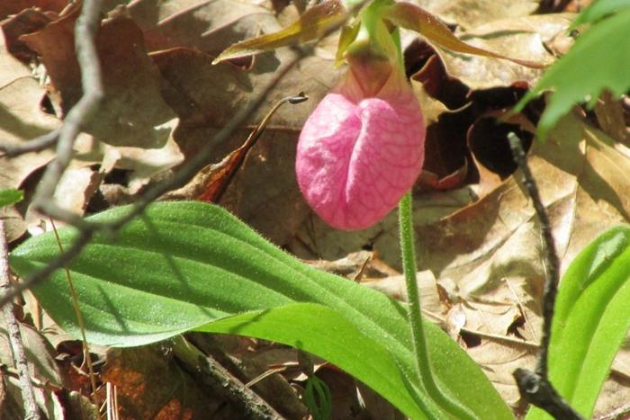 Pink Lady Slipper!