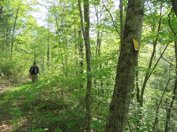 A beautiful lush green trail..