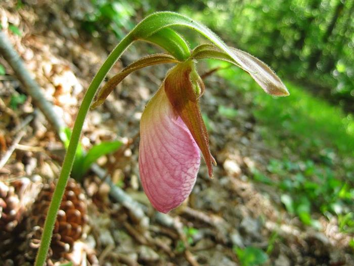 Lots of Pink Lady Slippers