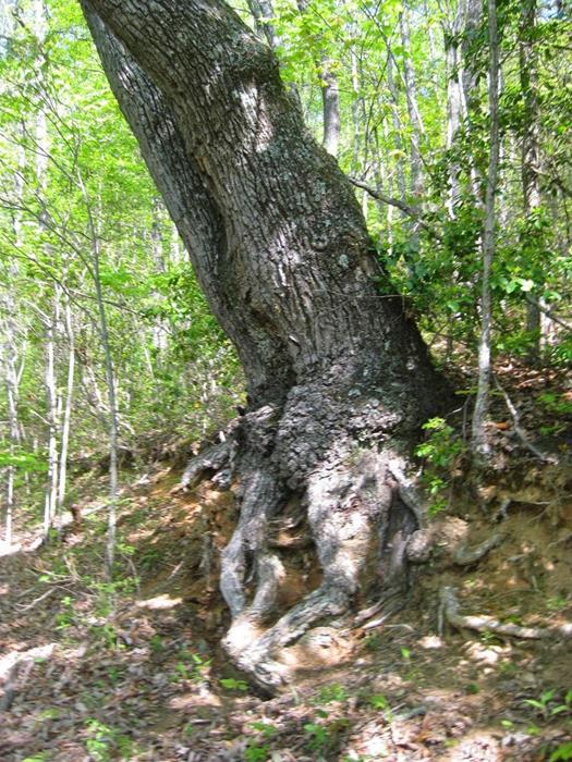 Huge old trees