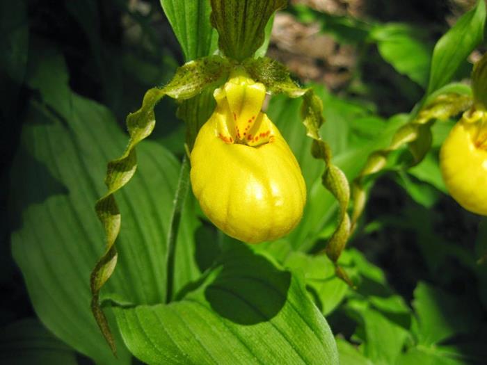A real treat to find Yellow Lady Slippers!