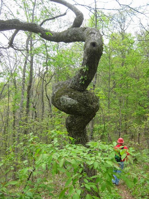 This old tree has been through a lot!