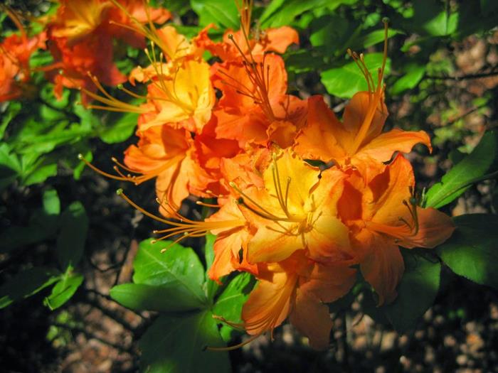 Flame Azaleas are blooming!