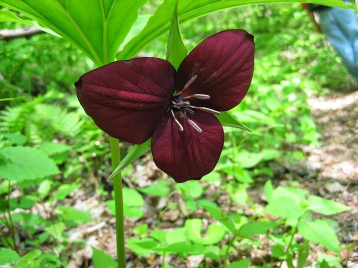 Vasey's Trillium