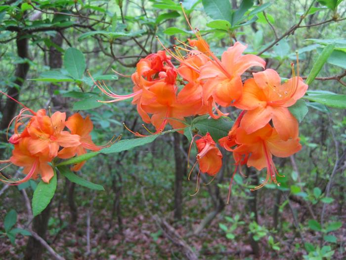 Native Flame Azaleas
