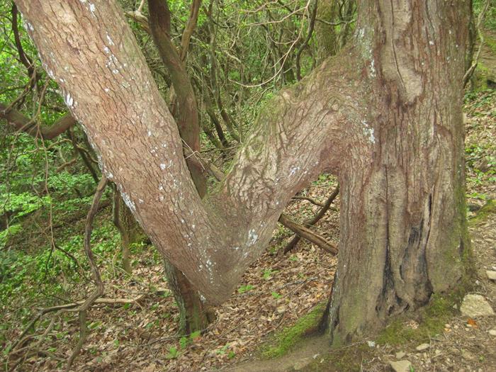This looks like an Indian Trail Marker tree.