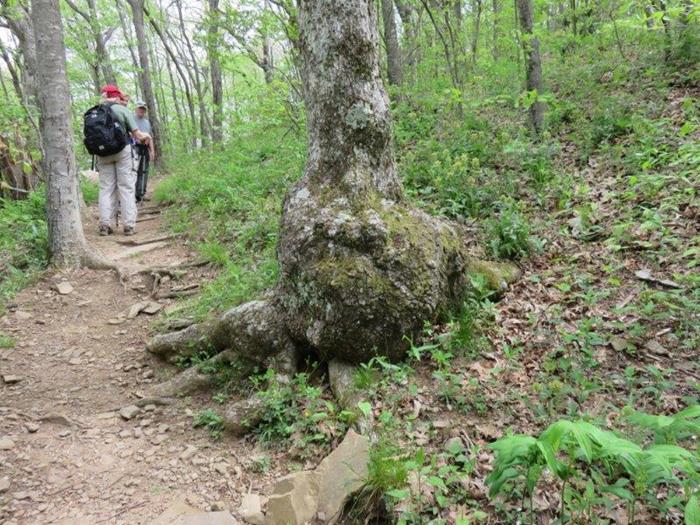 Interesting old tree!
