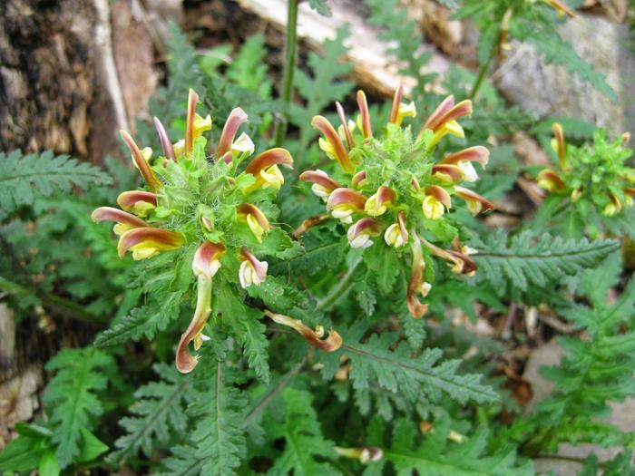 Wood Betony (Pedicularis canadensis)