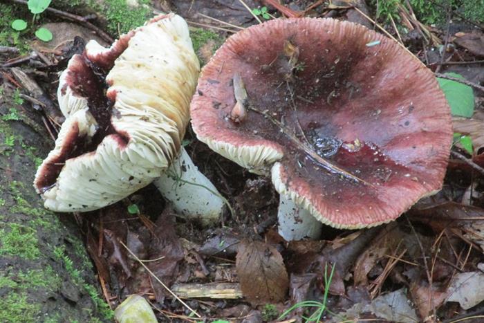 Mushroom season is starting.