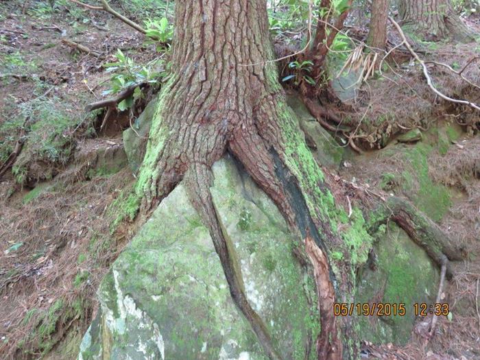 We are always amazed at the determination of trees around boulders!
