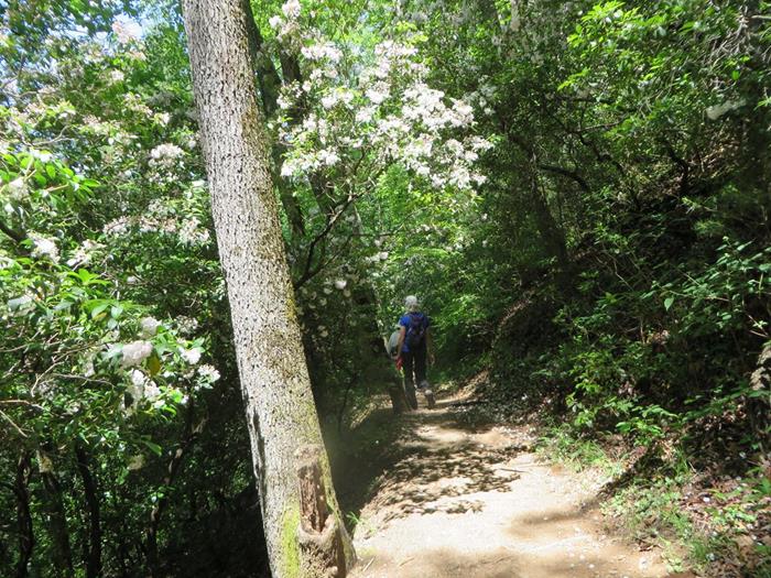 Now we move over to Dukes Creek Falls Trail with lots of Mountain Laurel.