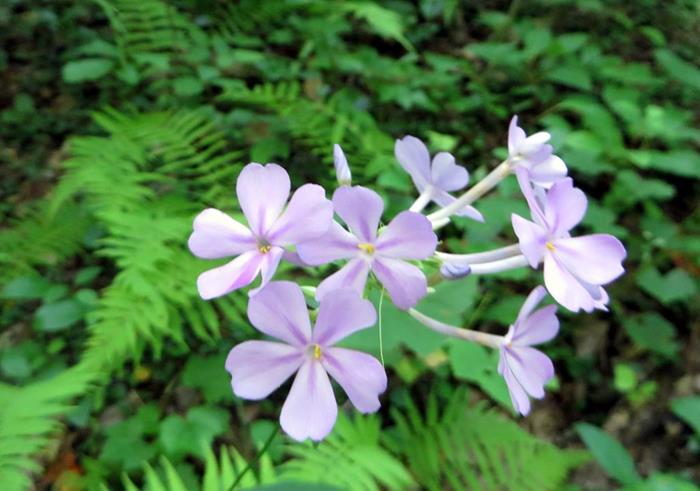 Nice summertime wildflowers - Woodland Pholx
