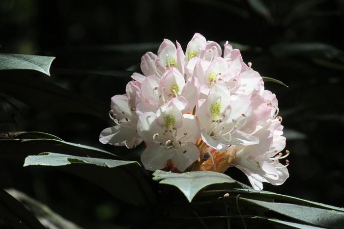 Rosebay Rhododendron