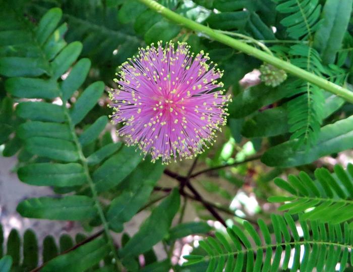 Cat's Claw / Sensitive Briar - looks like the 4th of July!
