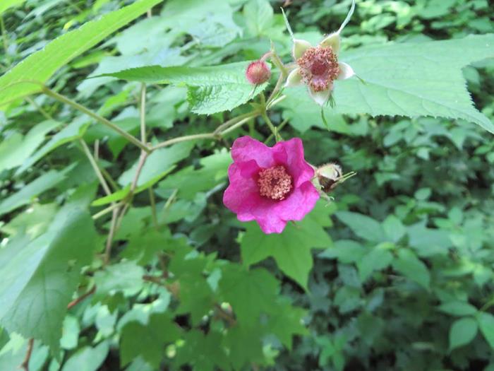 Purple-flowering Raspberry