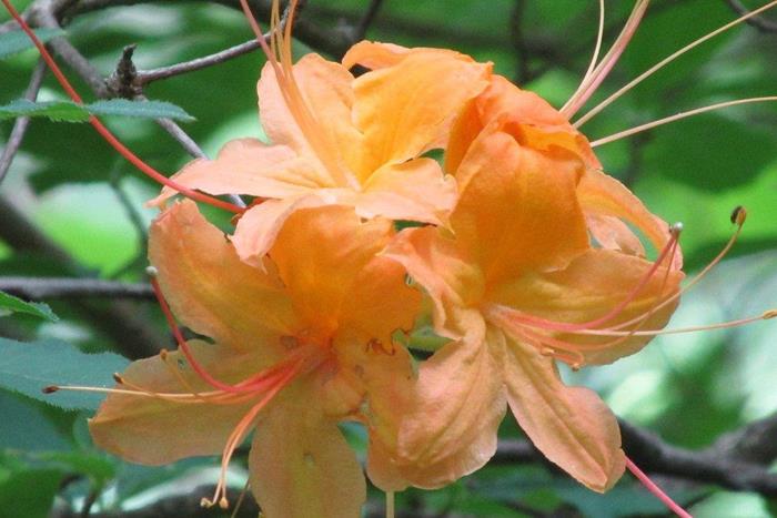 We saw lots of Flame Azaleas.