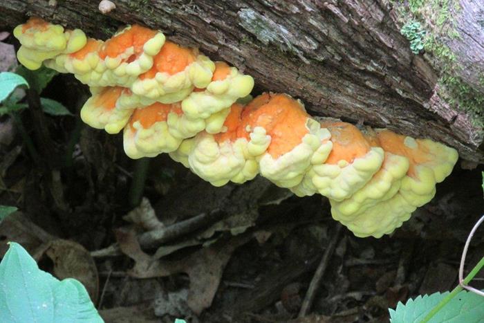 Fungus of the week!